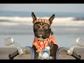 Loews Coronado Surf Dog Competition w/ Bandit The Biker Dog
