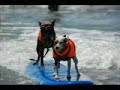 Loews Coronado Surf Dog Competition w/ Bandit The Biker Dog Loews Coronado Surf Dog Competition w/ Bandit The Biker Dog