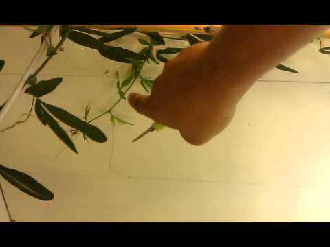 how to care for passion flower vine