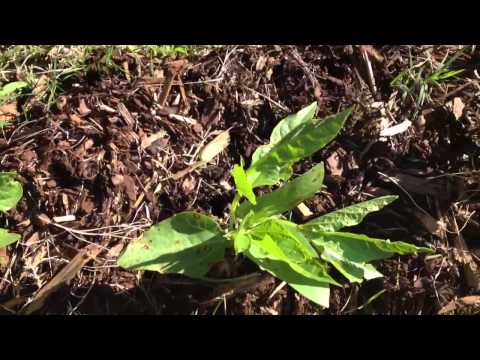 how to put up purple hull peas