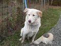 chien