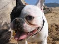 French   Bulldog  Frances Cuby