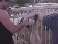 Beer Drinkin goats of Lajitas, TX Beer Drinkin goats of Lajitas, TX