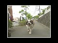 きょうのわんこ2019年8月1日放送 (5943ばん) あきちゃんに出演