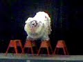 Sawhorse routine and lion attacks - Gio Nam Mua Lan Sawhorse routine and lion attacks - Gio Nam Mua Lan