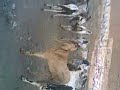 funny shahdara tour