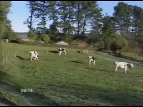 Oruga Trotamundos mira el video - MioPlanet.org