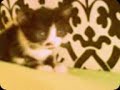 Ken Lee my Cute Cat Ken Lee my Cute Cat