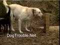 Dog park problems and behavior isuues DogTrouble.Net