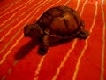turtle Koopa tortoise turtlekiss turtles tortoises turtlekiss.com turtlekissinfool