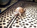 Turtle tag with Koopa