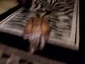 Turtle-tag-with-Koop