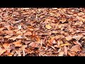 Fall in Arrowtown(NZ)