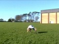 Jiayo Pre-Derby Sampler