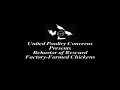 behavior of rescued factory farmed chickens part 1