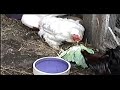 Behavior of Rescued Factory-Farmed Chickens Part 1 Behavior of Rescued Factory-Farmed Chickens Part 1
