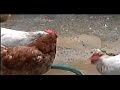 behavior of rescued factory farmed chickens part 1