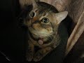 ?American Shorthair?cat!???????????????