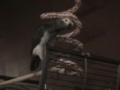 BellaDonna ~ Talking  African Grey Timneh