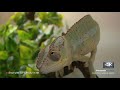 Video:  Panasonic Industrial Medical Vision – GP-UH532 reptiles footage in 4K