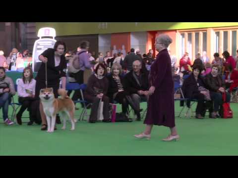 japenese akita