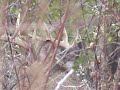Quick Clip 7 Grunting Whitetail Buck ONLY on HawgNSonsTV! Quick Clip 7 Grunting Whitetail Buck ONLY on HawgNSonsTV!