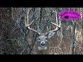 Quick Clip 7 Grunting Whitetail Buck ONLY on HawgNSonsTV!
