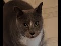 Domestic Shorthair Domestic Shorthair