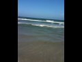 videos de Labradors at the Beach pt. 2