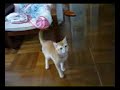 ボール猫動画
