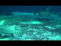 Okinawa Churaumi Aquarium and Ocean Expo Park