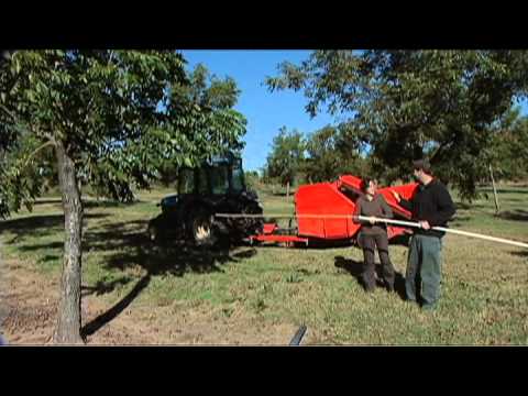 how to harvest pecans in oklahoma