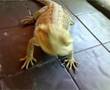 Bearded-Dragon-Eatin