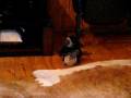 videos de Grape Ape playing.AVI