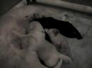 Thurman Labradoodle Puppies