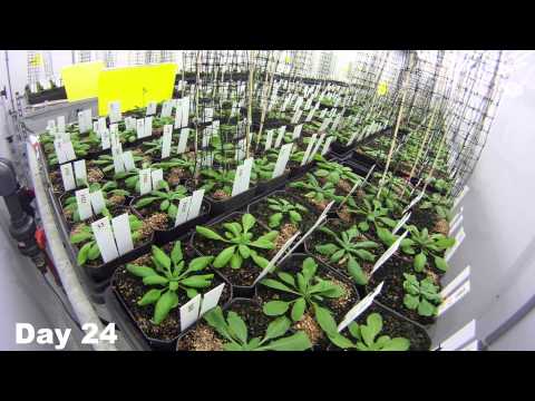 how to harvest arabidopsis seeds