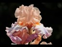 Irises from Nikitsky Botanical Garden - Slideshow Irises from Nikitsky Botanical Garden - Slideshow