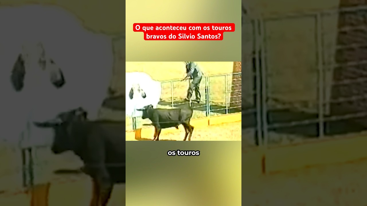 O Que Aconteceu Com Os Touros Bravos Do Silvio Santos?