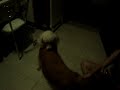 sexo animal