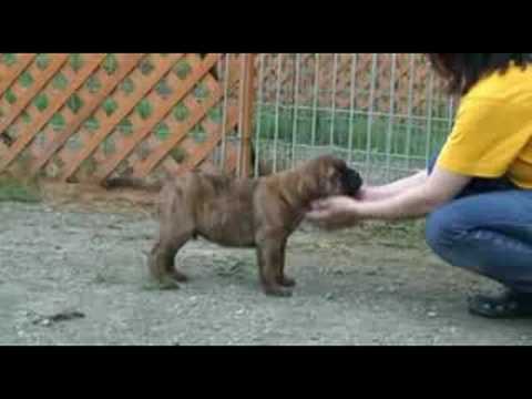 bullmastiff
