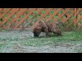 BULLMASTIFF PUPPY RED BRD MALE