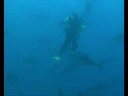 Diving with tunas in Malta Diving with tunas in Malta