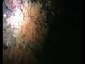 videos de Nightdive