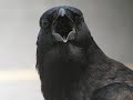CAW CAW CAW CAW CAW CAW CAW CAW CAW CAW