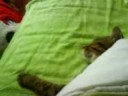 Minou qui dort