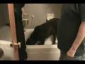 videos de Thirsty Chocolate Lab