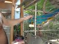Mark and Rita the Parrot - Westin Aruba
