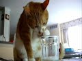 Cat Drinks Milk From His Paw Cat Drinks Milk From His Paw