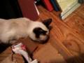 videos de Uryuu the Siamese Kitten's First Christmas Morning (part 2)