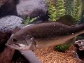Largemouth Bass Feeding on his Christmas Feast